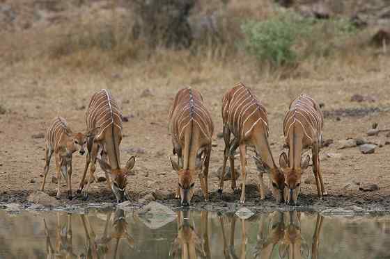 淡蓝色的羚羊——东非条纹羚 Tragelaphus angasii