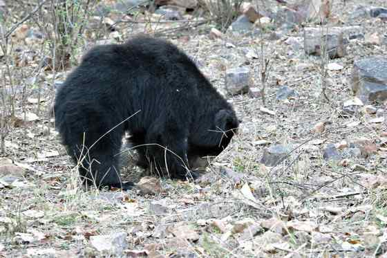 吃蚂蚁的熊  懒熊