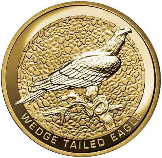 澳大利亚三大猛禽之——楔尾鹰 Aquila audax 澳大利亚三大猛禽之——楔尾鹰 Aquila audax