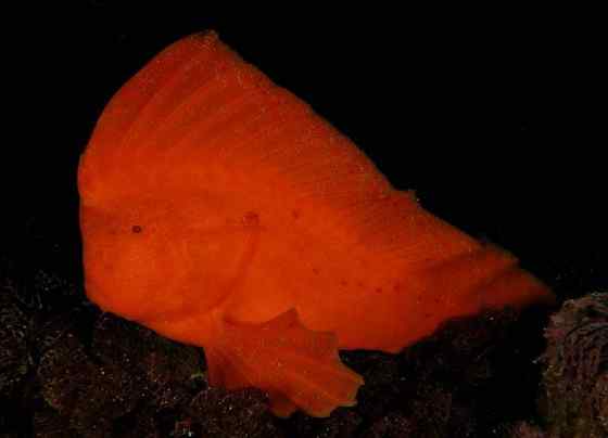 漂亮的罕见的“印第安鱼” 丑鲉 漂亮的罕见的“印第安鱼” 丑鲉