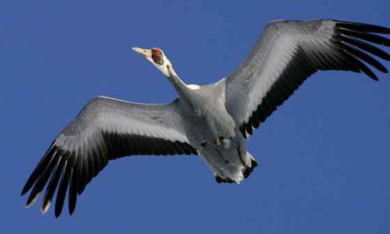 大型涉禽白枕鹤 White-naped Crane