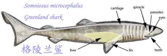 格陵兰鲨 睡鲨