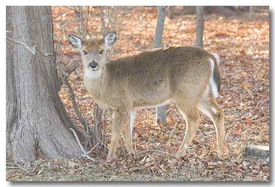维吉尼亚鹿 白尾鹿 维吉尼亚鹿 白尾鹿