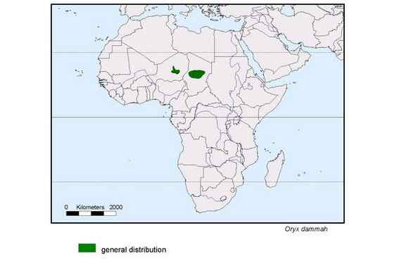 沙漠中的羚羊——弯角大羚羊 Oryx dammah
