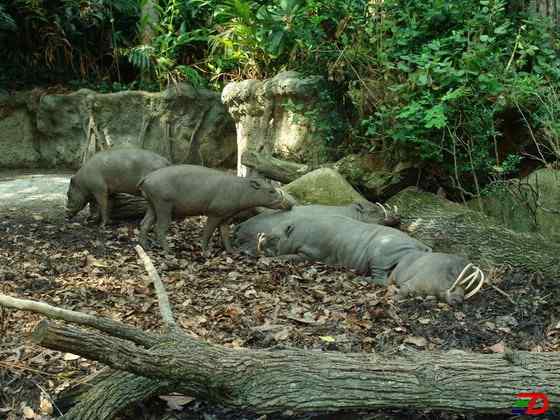 印度尼西亚的四牙猪  鹿豚