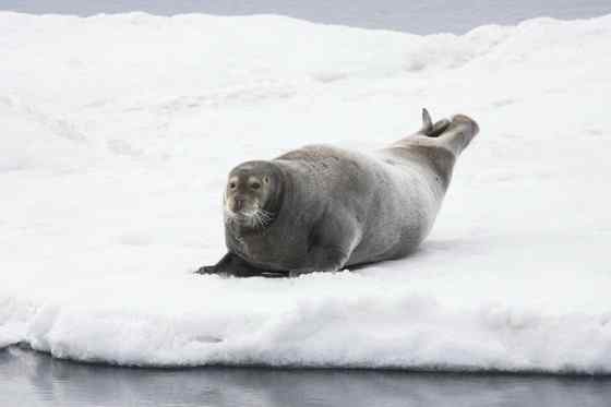 髯海豹 须海豹 Erignathus barbatus