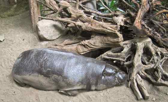 倭河马 河马世界第二