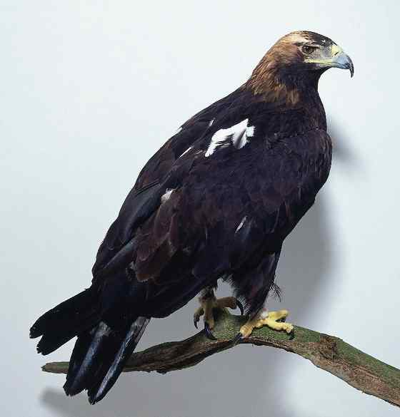 帝王鹰、御雕  白肩雕