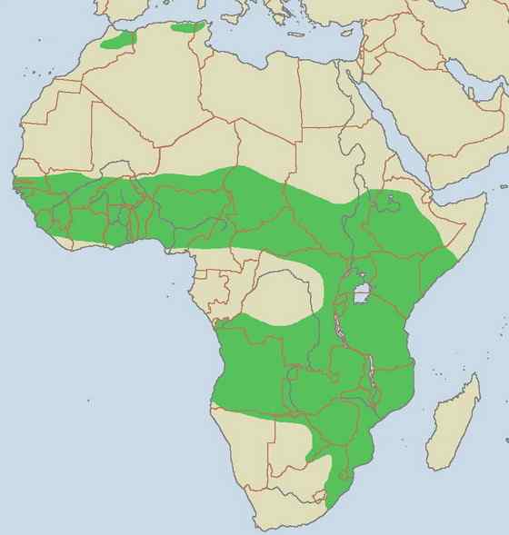 非洲最常见的猫科动物之一  薮猫