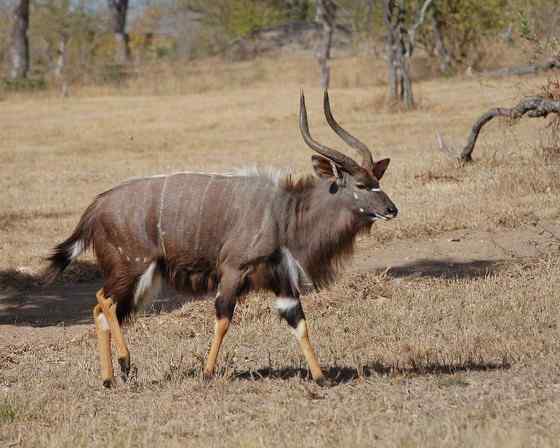 淡蓝色的羚羊——东非条纹羚 Tragelaphus angasii