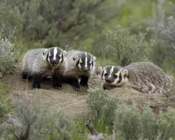 北美洲动物——美洲獾 Taxidea taxus