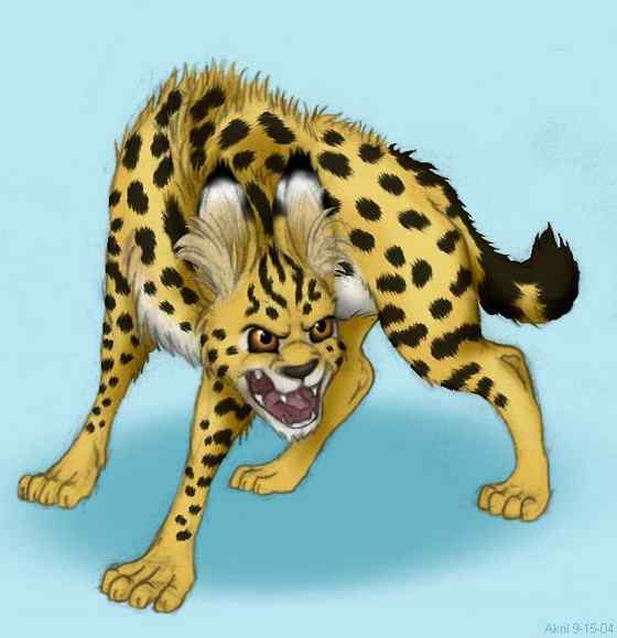 非洲最常见的猫科动物之一  薮猫