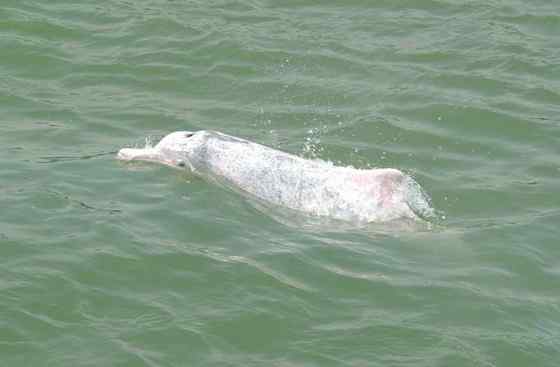 香港回归的吉祥物  中华白海豚