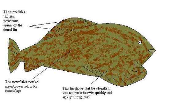 危险的鱼咬人 石鱼 危险的鱼咬人 石鱼