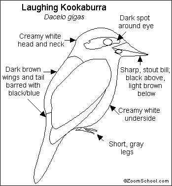 澳洲笑翠鸟 澳洲笑翠鸟