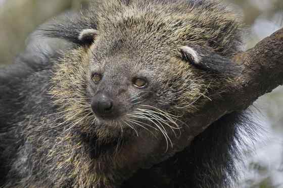 熊狸 Arctictis binturong 熊灵猫、貉獾 熊狸 Arctictis binturong 熊灵猫、貉獾