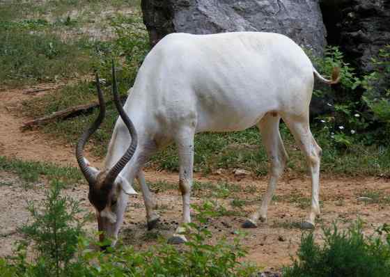 旋角羚 Addax nasomaculatus