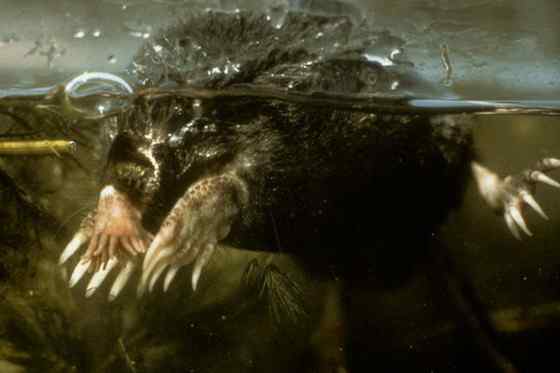 长相奇特的动物  星鼻鼹