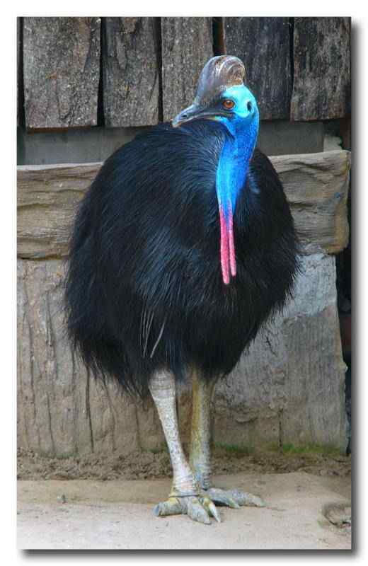 大型走禽——食火鸡(鹤鸵)