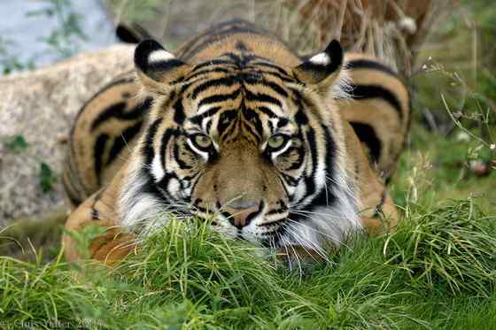 无情未必真豪杰， 怜子如何不丈夫？  苏门答腊虎