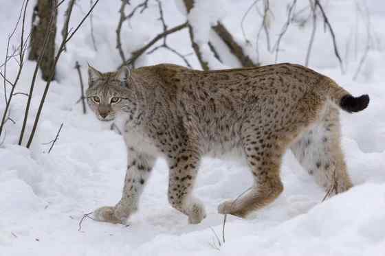 北美洲数量最多的猫科动物  短尾猫