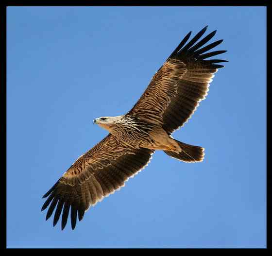 帝王鹰、御雕  白肩雕