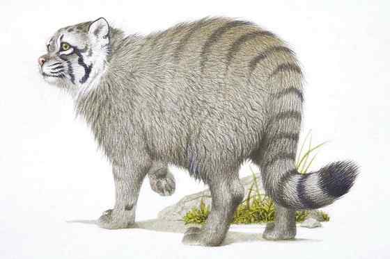 绿眼睛的肥猫羊猞猁--兔狲 Otocolobus manul