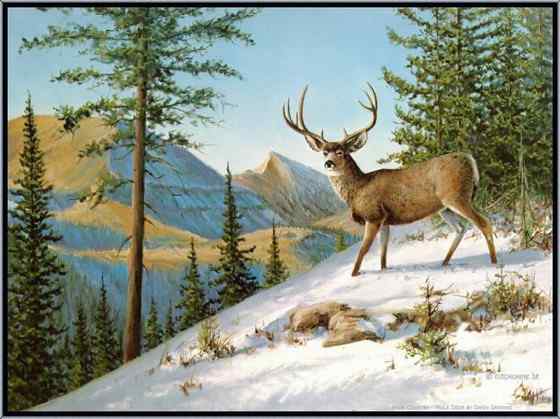 骡鹿 臀部都是白色