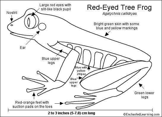 最漂亮的蛙类 红眼树蛙 最漂亮的蛙类 红眼树蛙