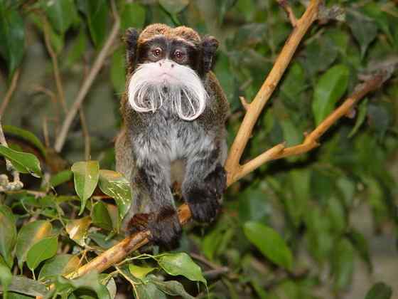 南美洲长须狨 Saguinus imperator