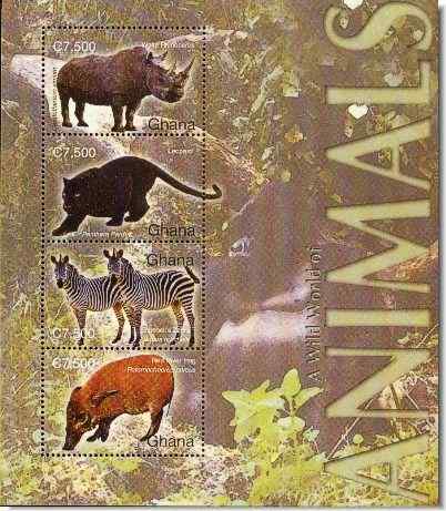 最美的猪  红河猪