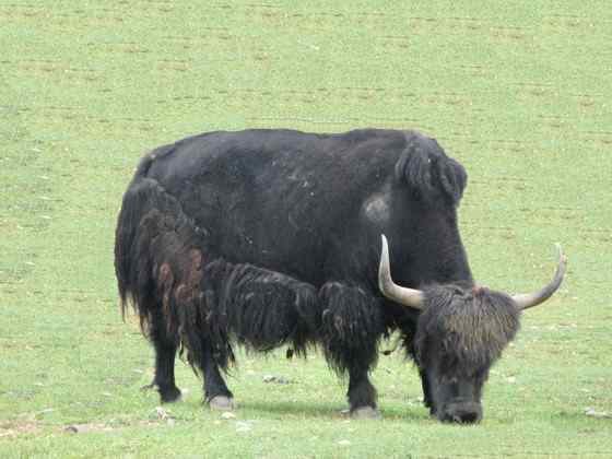 青藏高原地区独有的动物 野牦牛