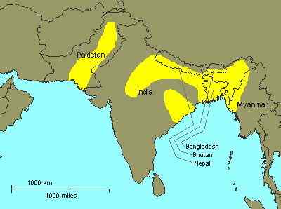 大型鳄鱼 食鱼鳄