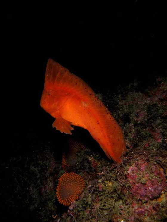 漂亮的罕见的“印第安鱼” 丑鲉 漂亮的罕见的“印第安鱼” 丑鲉