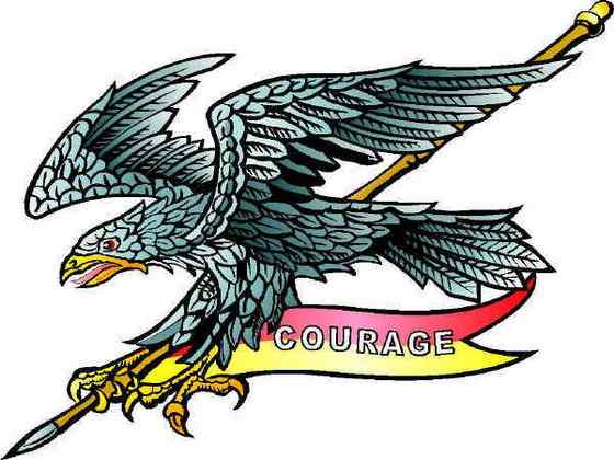 澳大利亚三大猛禽之——楔尾鹰 Aquila audax 澳大利亚三大猛禽之——楔尾鹰 Aquila audax