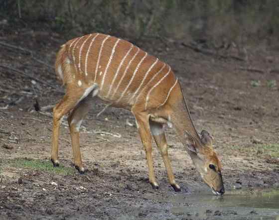 淡蓝色的羚羊——东非条纹羚 Tragelaphus angasii