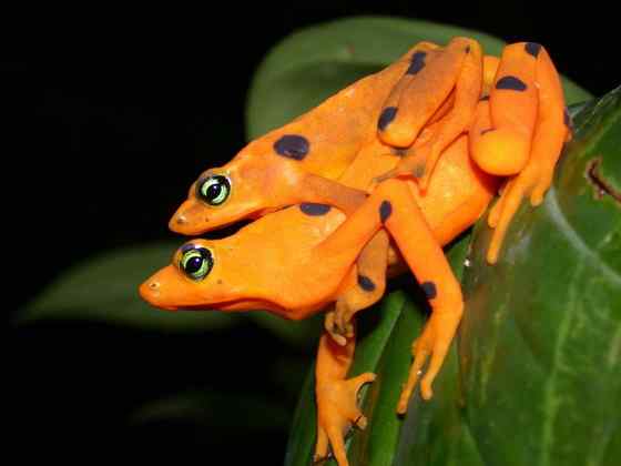 巴拿马金蛙 黄金箭毒蛙(Golden Arrow Poison Frog) 巴拿马金蛙 黄金箭毒蛙(Golden Arrow Poison Frog)
