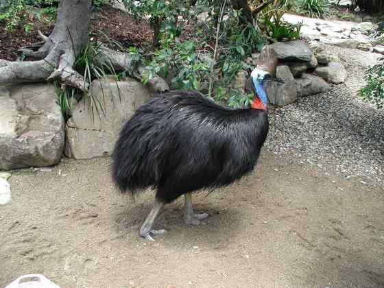 大型走禽——食火鸡(鹤鸵)