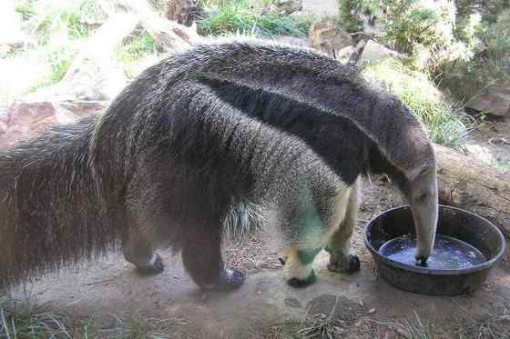 南美洲大食蚁兽