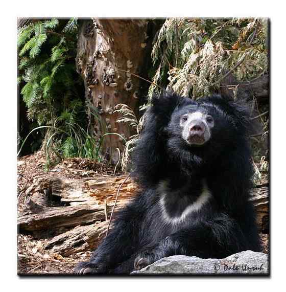 吃蚂蚁的熊  懒熊