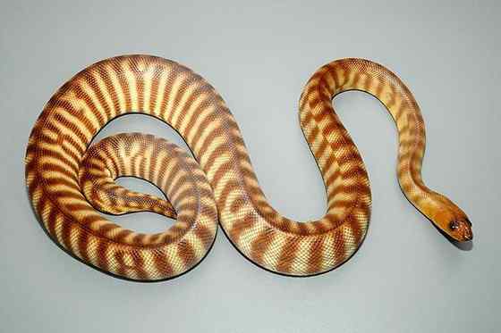 沙漠中的蟒蛇——兰氏盾蟒 Aspidites ramsayi