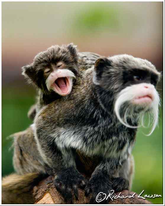 南美洲长须狨 Saguinus imperator