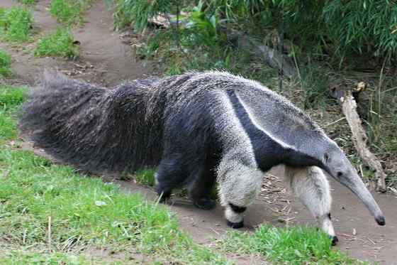 南美洲大食蚁兽