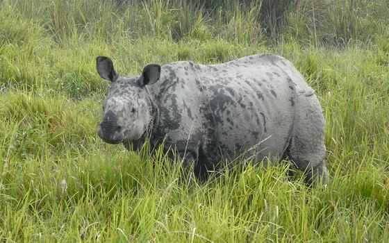 汉朝巨人与大独角犀