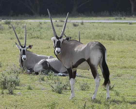 博茨瓦纳沙漠中的羚羊 南非长角羚 博茨瓦纳沙漠中的羚羊 南非长角羚