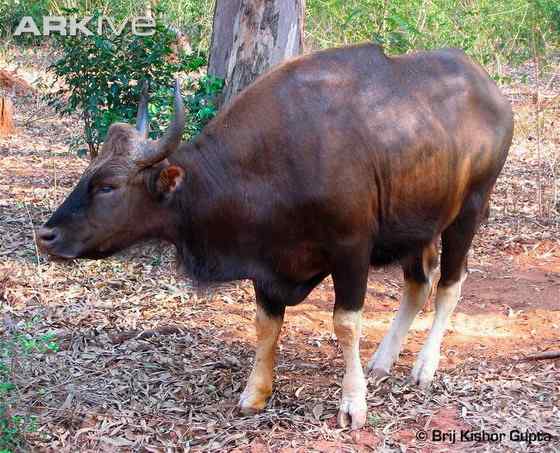 《西游记》中牛魔王的原型 白肢野牛 《西游记》中牛魔王的原型 白肢野牛
