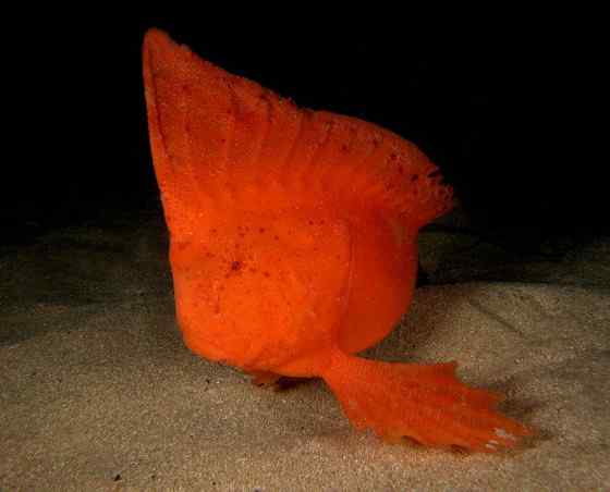 漂亮的罕见的“印第安鱼”--丑鲉