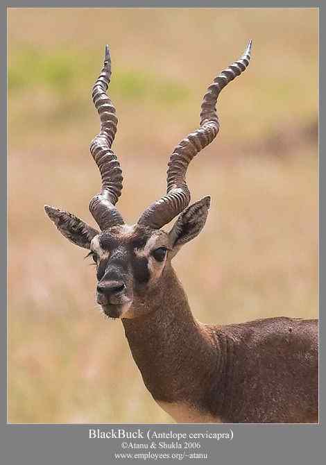 漂亮的羚羊 印度羚 漂亮的羚羊 印度羚