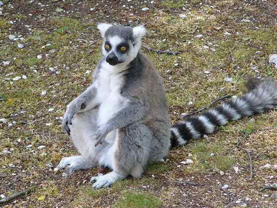 著名的马达加斯加狐猴  环尾狐猴