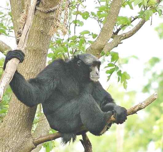 体型最大的长臂猿——马来亚长臂猿 体型最大的长臂猿——马来亚长臂猿